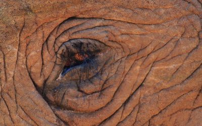 Il Patrimonio del Pest Management